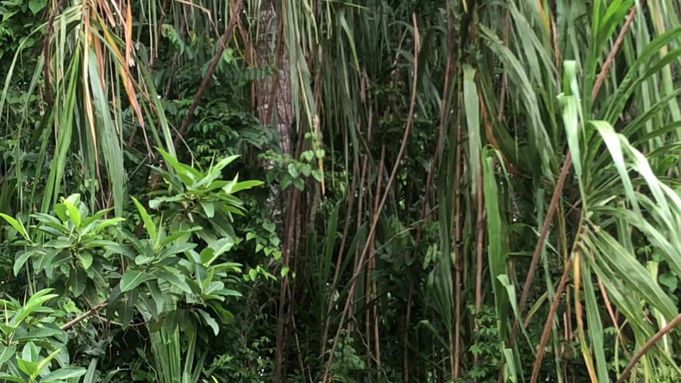 La balade des singes heureux